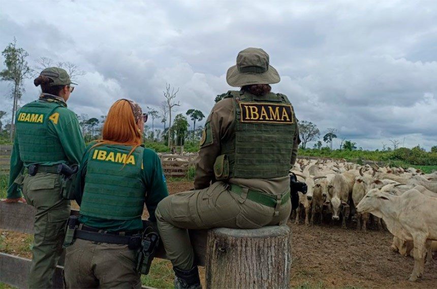 A onda de apreensões na Amazônia e o silêncio do Estado brasileiro